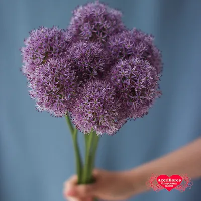 Лук Allium \"Summer Beauty\" : С2/3 | Сибирские газоны - Сибирские газоны