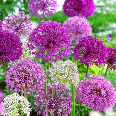 Allium schoenoprasum L. - Лук скорода - Полярно-альпийский ботанический  сад-институт им. Н.А. Аврорина