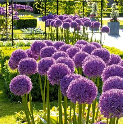 Купить Аллиум (Лук) в Хабаровске ❤ Azeriflores.ru
