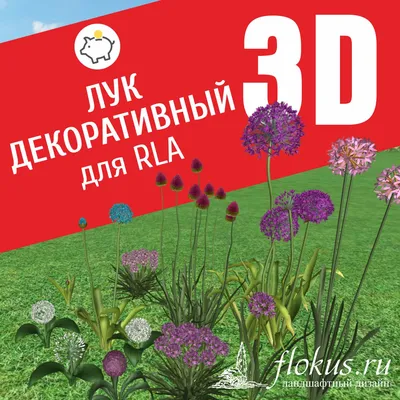 Лук декоративный Oreophilum - Лук - GardenPlants