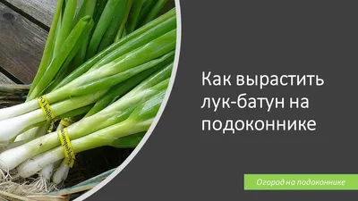 Лук батун Русский зимний