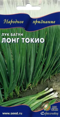 Лук батун. Выращивание, уход и хороший доход | Гавриш