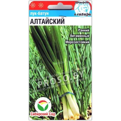 Лук Батун Лонг Токио для профессионалов 25 г по цене 398 ₽/шт. купить в  Тольятти в интернет-магазине Леруа Мерлен