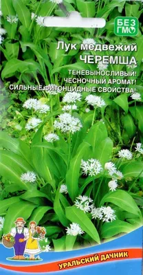 Лук медвежий - Лук - Луковичные культуры - Овощные культуры - GreenInfo.ru