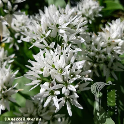 Лук охотский (черемша) — Allium ochotense Prokh. (семейство Луковые —  Alliaceae) | Фотографии: растения Камчатки | Фотографии Камчатки |  Камчатский край, Петропавловск-Камчатский — краеведческий сайт о Камчатке:  история Камчатки, география и этнография