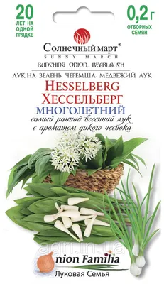 Лук охотский или черемша, Allium ochotense