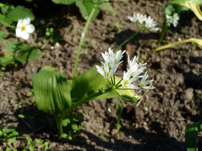 Лук медвежий, или Черемша (Allium ursinum L.)