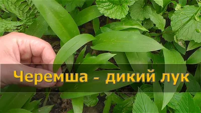 Как не перепутать черемшу с ядовитой чемерицей?