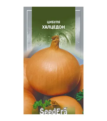 Черемша, колба, медвежий лук - много названий имеет это первое весеннее  растение из которого можно приготовить много разных блюд.… | Instagram