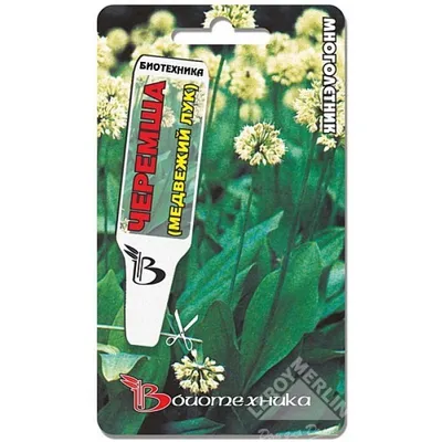 Черемша́, Колба, Лук медве́жий Семена - Цена: €2.35