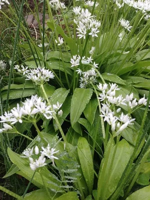 Черемша, лук медвежий (Allium ursinum)
