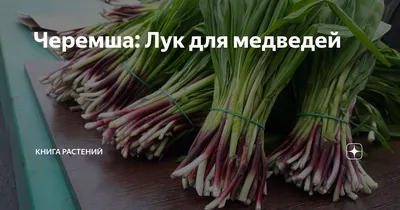 Черемша: Лук для медведей | Книга растений | Дзен