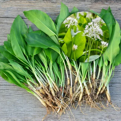 Лук медвежий, или Черемша (Allium ursinum L.)