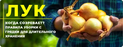 Когда созревает лук (чернушка, севок, репка, порей, кущевка) — правила  уборки с грядки для максимально длительного хранения.