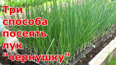 Три проверенных способа посева лука \"чернушки\". Выращивание репчатого лука  из семян за одно лето. - YouTube