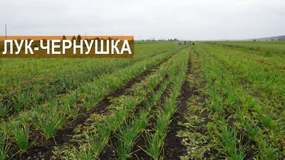 Что такое лук чернушка? Как его получить? Для чего он нужен? КФХ Романа  Алыева - YouTube