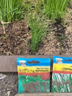 Семена Лук на перо \"ЧЕРНУШКА\",0,5 гр (6481882) - Купить по цене от 21.70  руб. | Интернет магазин SIMA-LAND.RU