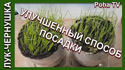Новые тонкости посадки лука - чернушки в улитку - YouTube
