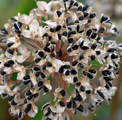 Gl Seeds. Семена Лук Чернушка Марковский двухлетний, 10 г (ID#1445549912),  цена: 15 ₴, купить на Prom.ua