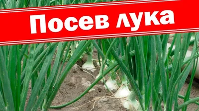 Лук репчатый (чернушка) Супер ред F1 за 0,3 г - купить в Украине —  интернет-магазин СолнцеСад