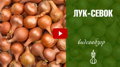 Чернушка лука | Семена редких сортов томатов