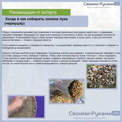 Семена лука Чернушка длинный 10 г (ID#1176311990), цена: 8 ₴, купить на  Prom.ua