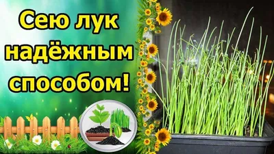 Когда и как собирать семена лука (чернушку) | Чернушка, Семена, Лук