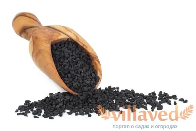Семена лук \"Чернушка\" 10г (продажа оптом в ассортименте сортов и культур)  (ID#1339527799), цена: 5 ₴, купить на Prom.ua