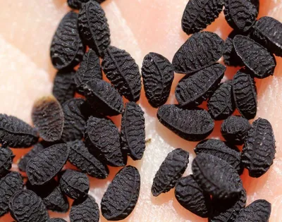 Продам/купить чернушка, семена лука штутгарт, селекция - Черкасская обл —  Agro-Ukraine