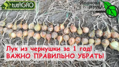 Все о выращивании лука Чернушки: посев и уход за растением, условия для  роста