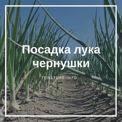 Семена репчатого лука чернушки купить по каталогу почтой, доставка  наложенным платежом в интернет-магазине «Агромсемфонд»