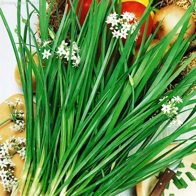 лук ,чеснок и горький перец с зеленью Stock Photo | Adobe Stock