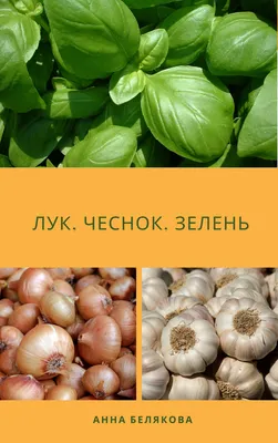 Когда убирать лук и чеснок: как их правильно собирать и сушить, чтобы  сохранить до следующего лета июль-август 2022 года - 30 июля 2022 - НГС