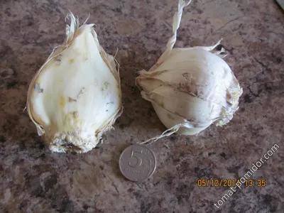 Лук Суворова (Allium suworowii) /Анзур - «Лук Суворова, как подснежник -  всходит первым! Вкусный и полезный. Необычное цветение.» | отзывы