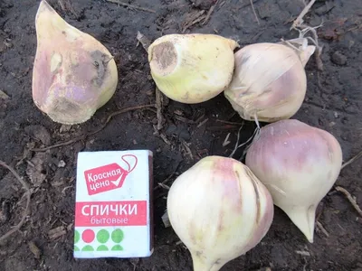 Лук Суворова — альпийский «женьшень» (лук-чеснок Анзур) — Байбак.ру