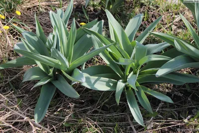 Лук Суворова (Allium suworowii) /Анзур - «Лук Суворова, как подснежник -  всходит первым! Вкусный и полезный. Необычное цветение.» | отзывы