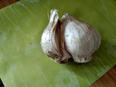 Лук Суворова (Allium suworowii) /Анзур - «Лук Суворова, как подснежник -  всходит первым! Вкусный и полезный. Необычное цветение.» | отзывы