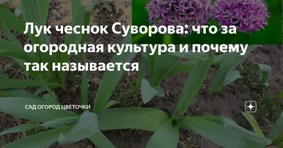 Луко - Чеснок , Лук Суворова ( Анзур ) ! Урожай 2023 года !: 100 грн. - Сад  / огород Чигирин на Olx