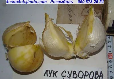 Лук Суворова в дар (Санкт-Петербург). Дарудар
