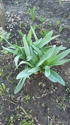 Лук Суворова