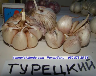 Семена лука многолетнего Суворова (ID#847918597), цена: 5 ₴, купить на  Prom.ua