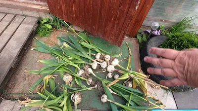 Лук Суворова (Allium suworowii) /Анзур - «Лук Суворова, как подснежник -  всходит первым! Вкусный и полезный. Необычное цветение.» | отзывы