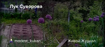 Лечебный лук Суворова. - YouTube