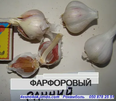 Лук Суворова