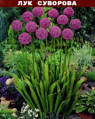 Лук Суворова (Allium suworowii) /Анзур - «Лук Суворова, как подснежник -  всходит первым! Вкусный и полезный. Необычное цветение.» | отзывы