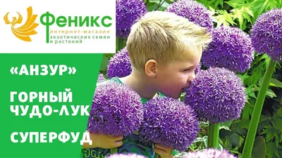 Луко - Чеснок , Лук Суворова ( Анзур ) ! Урожай 2023 года !: 100 грн. - Сад  / огород Чигирин на Olx
