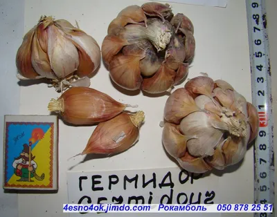 Горный лук-анзур – перспективный экспортный суперфуд из Таджикистана •  EastFruit