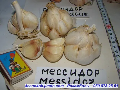Лук Суворова (Allium suworowii) /Анзур - «Лук Суворова, как подснежник -  всходит первым! Вкусный и полезный. Необычное цветение.» | отзывы