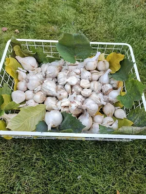 Лук Суворова