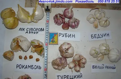 Лук репчатый Черный принц из Семена Лука 30руб.